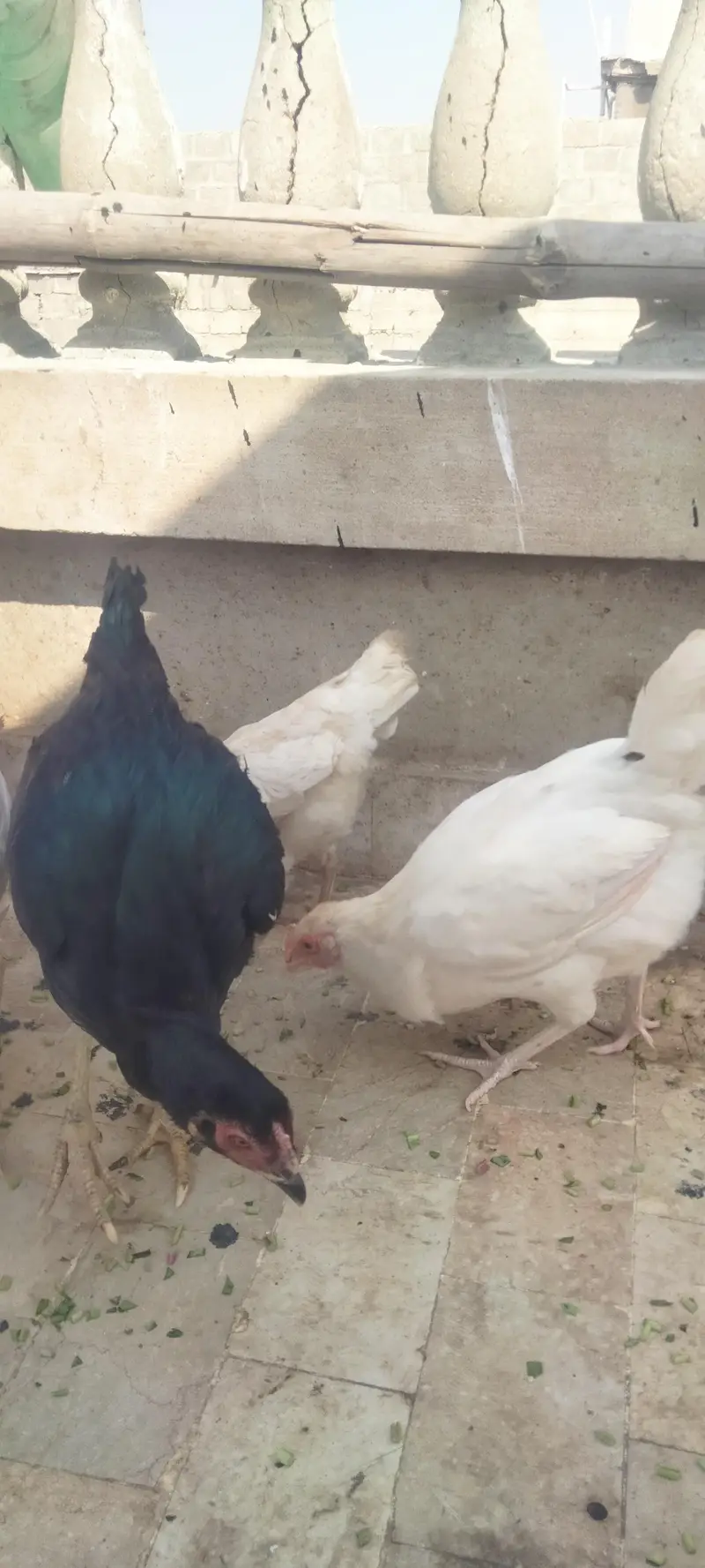 Asseel Chicken Ready To Lay Eggs Available for Sale — photo 4