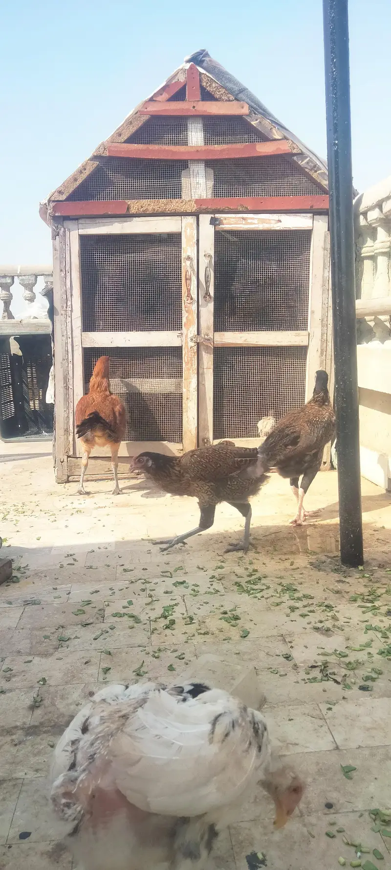 Asseel Chicken Ready To Lay Eggs Available for Sale — photo 5