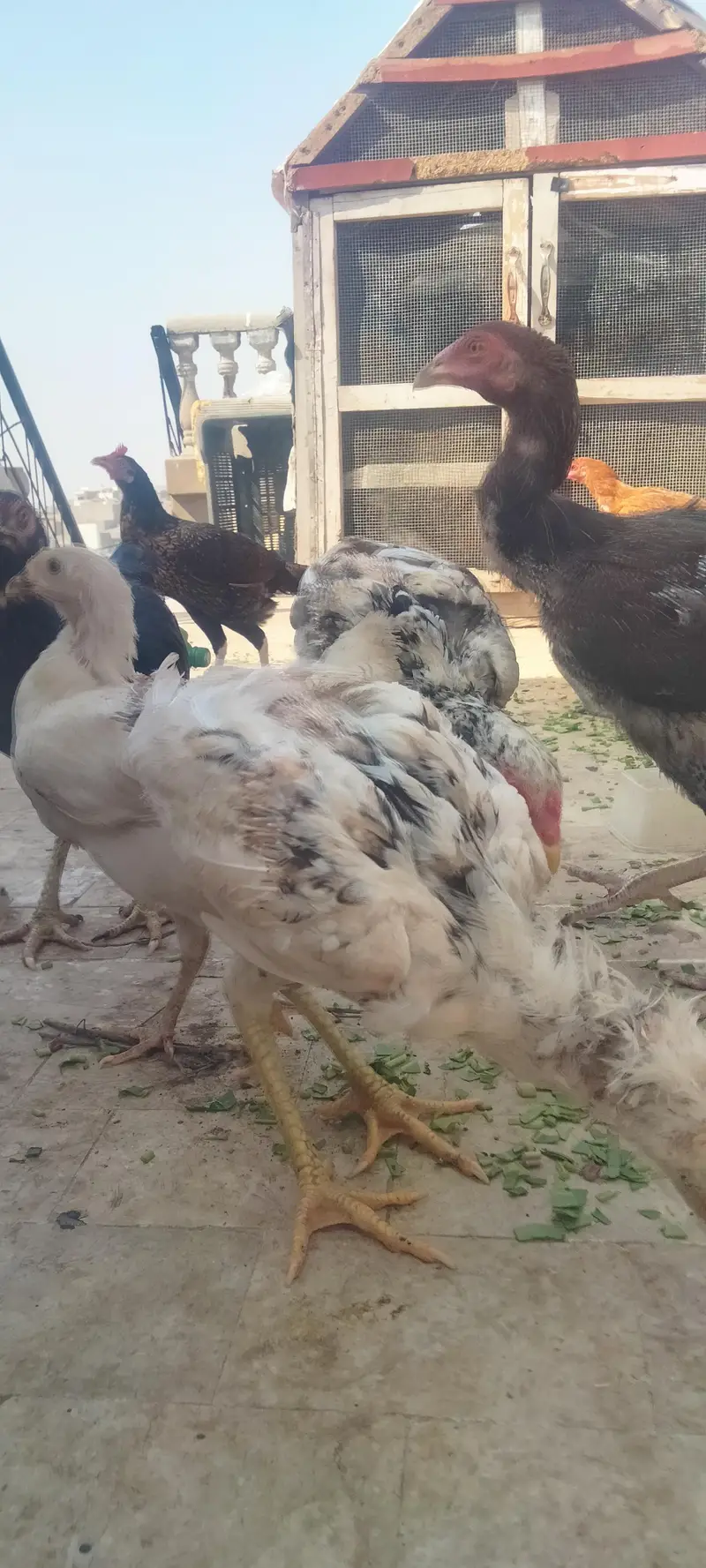 Asseel Chicken Ready To Lay Eggs Available for Sale — photo 6