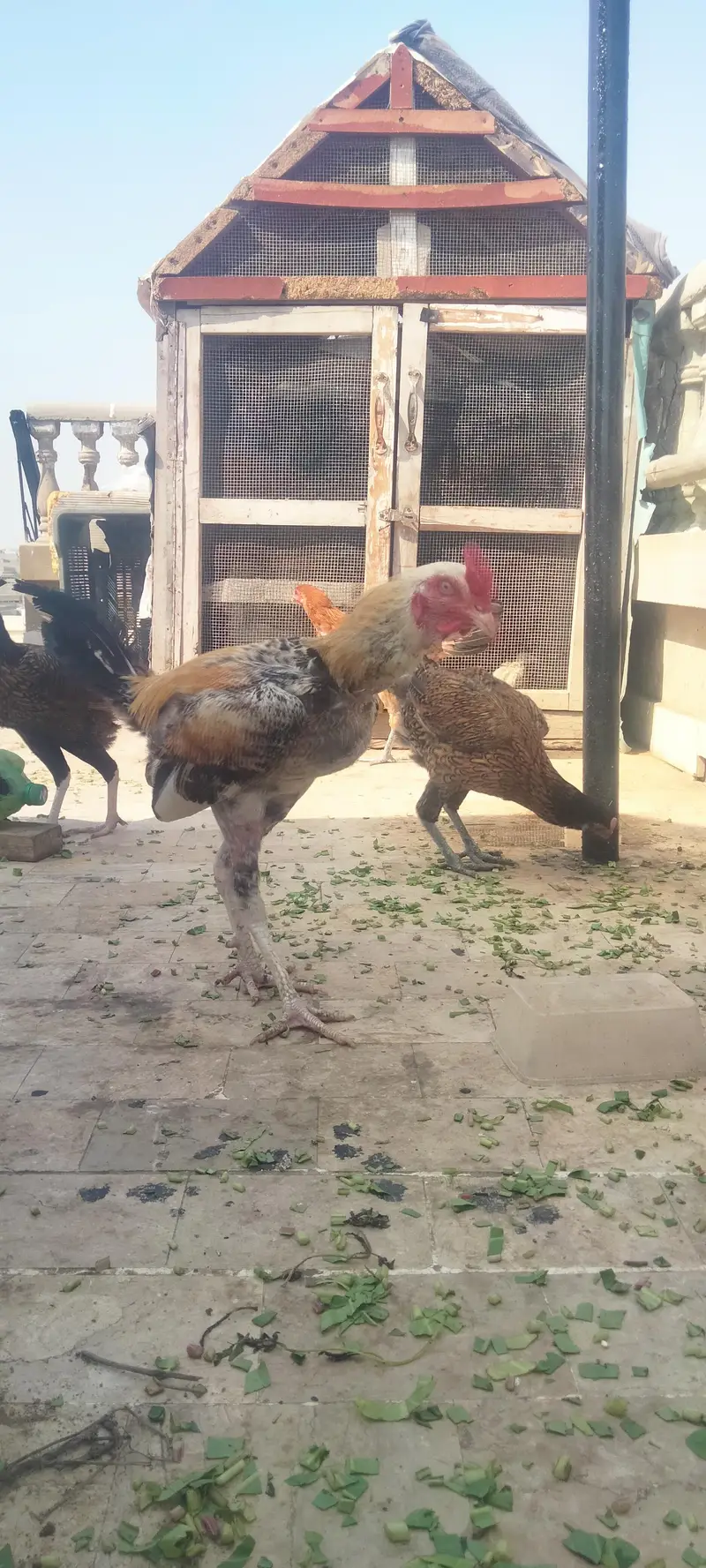 Asseel Chicken Ready To Lay Eggs Available for Sale — photo 7