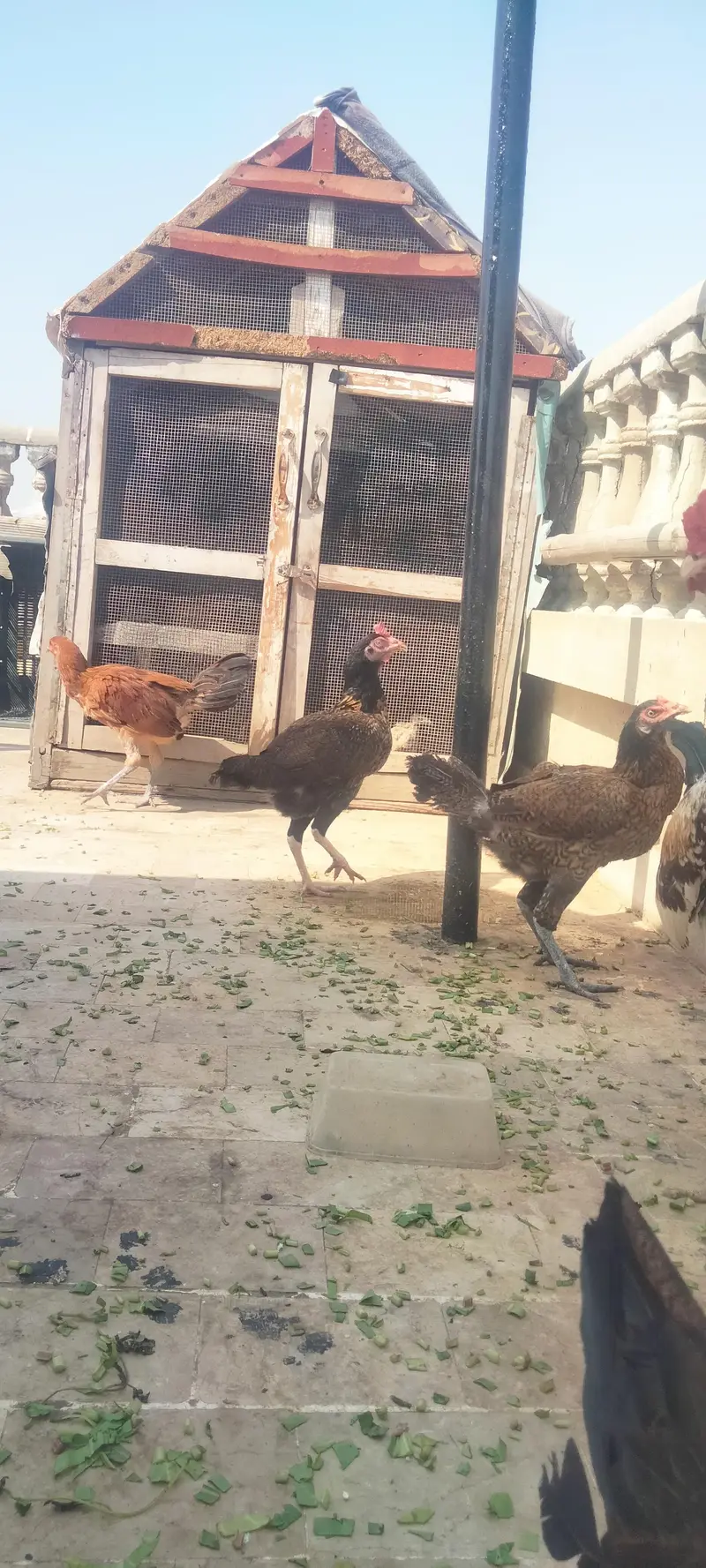 Asseel Chicken Ready To Lay Eggs Available for Sale — photo 8
