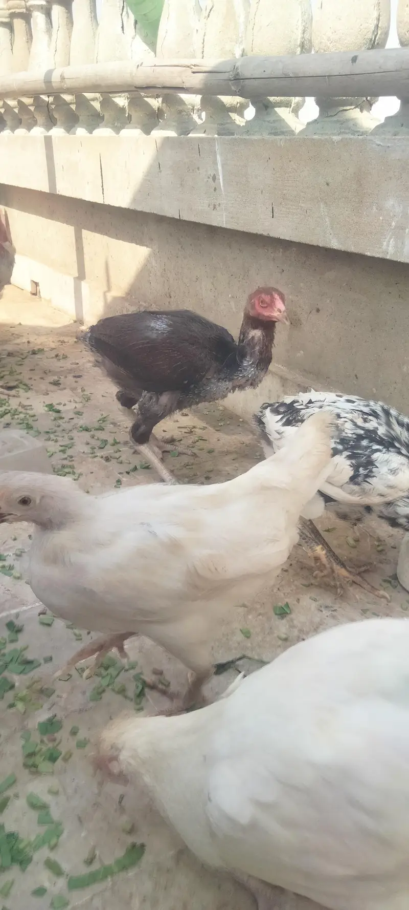 Asseel Chicken Ready To Lay Eggs Available for Sale — photo 9