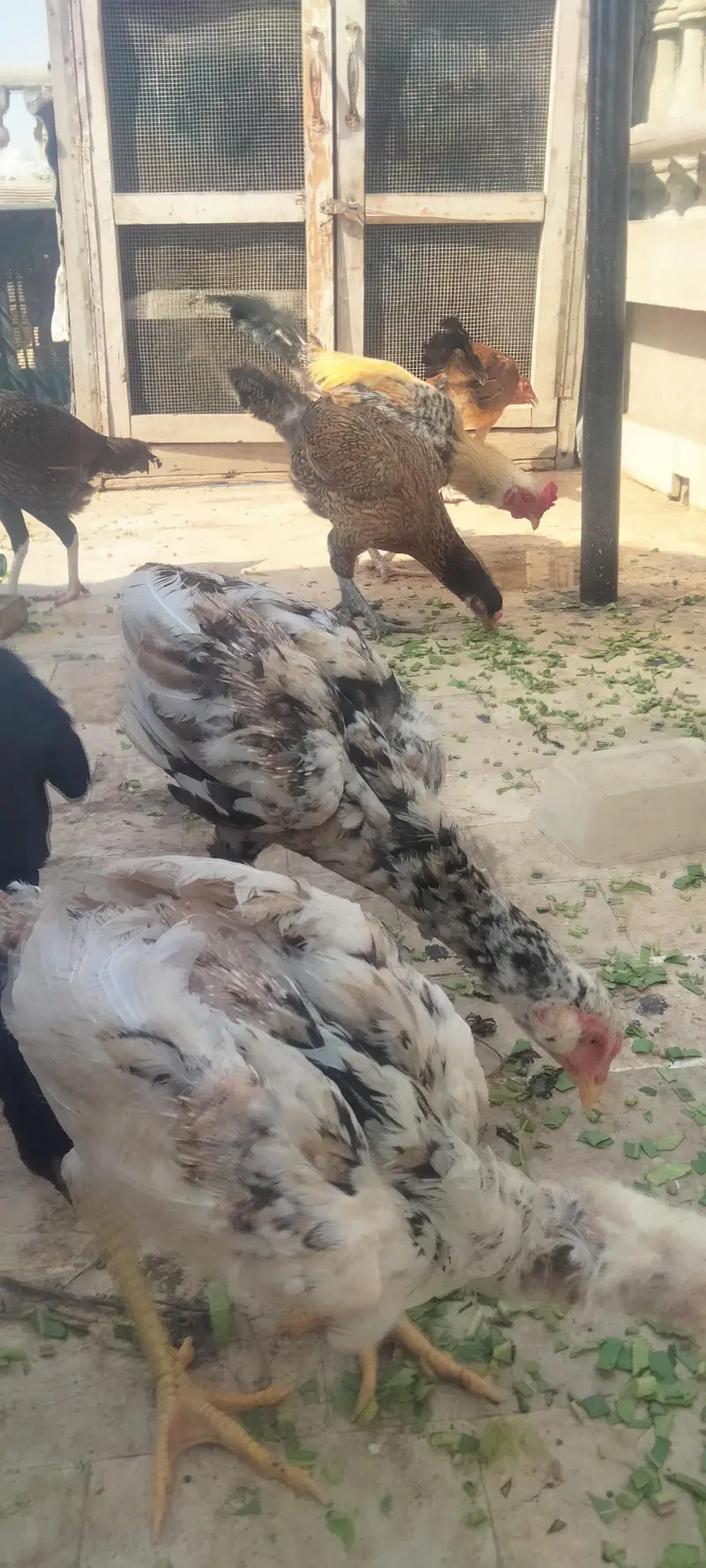 Asseel Chicken Ready To Lay Eggs Available for Sale — photo 10