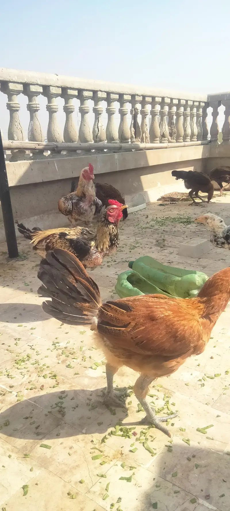Asseel Chicken Ready To Lay Eggs Available for Sale — photo 11