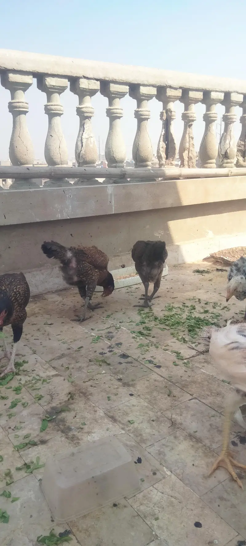 Asseel Chicken Ready To Lay Eggs Available for Sale — photo 12
