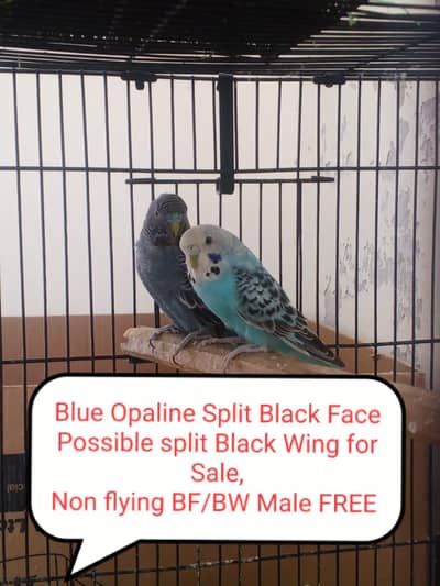 Budgies colony 4 Sale