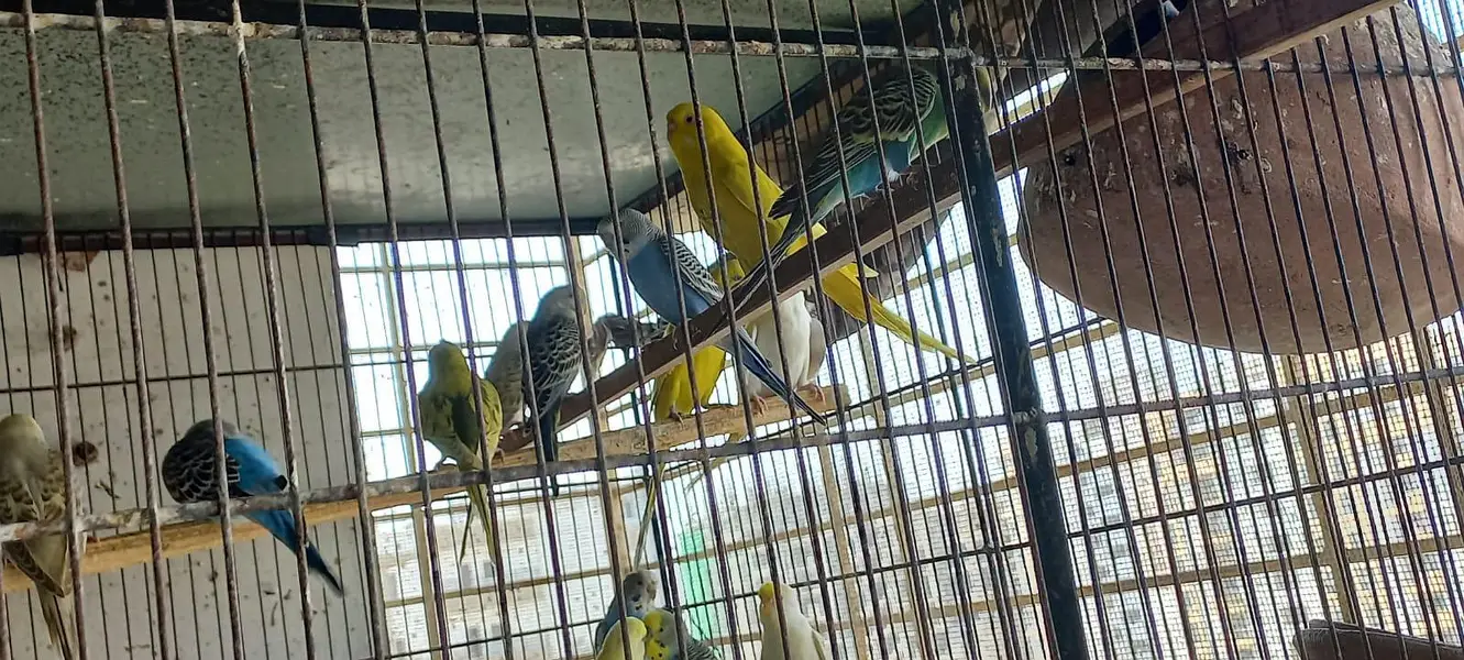 Budgies colony 4 Sale — photo 2