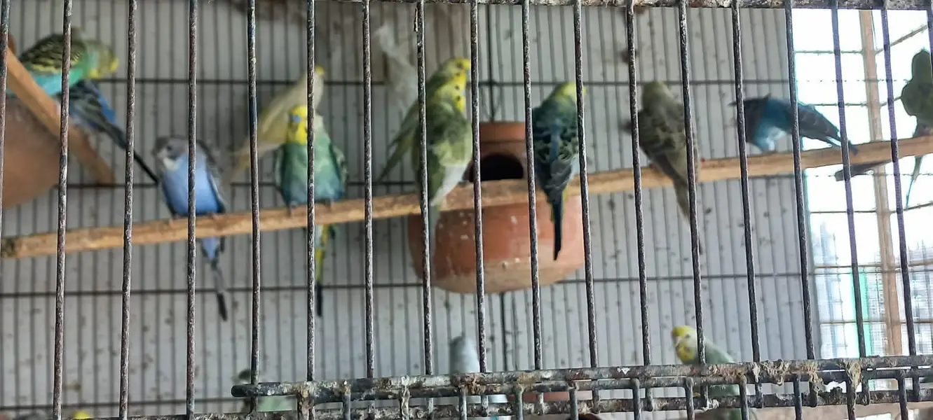 Budgies colony 4 Sale — photo 4