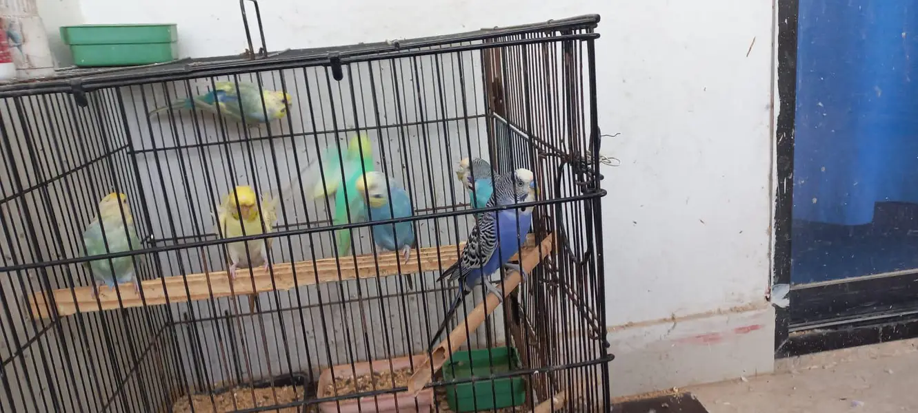 Budgies colony 4 Sale — photo 5