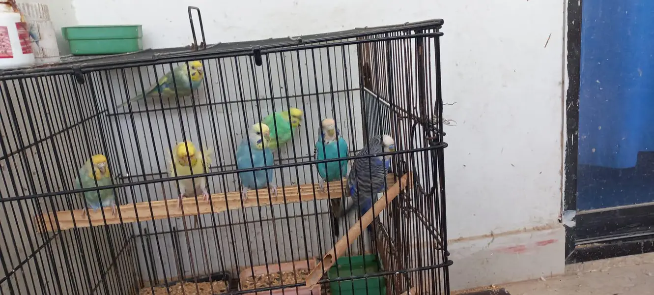 Budgies colony 4 Sale — photo 6
