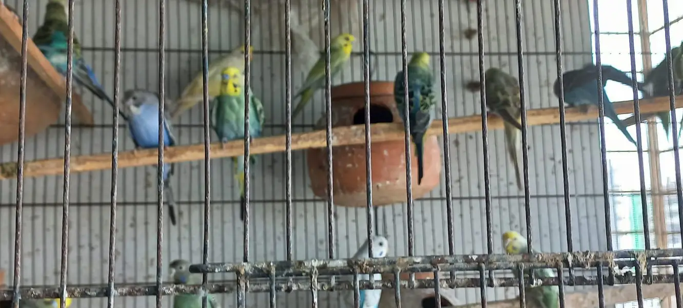 Budgies colony 4 Sale — photo 8