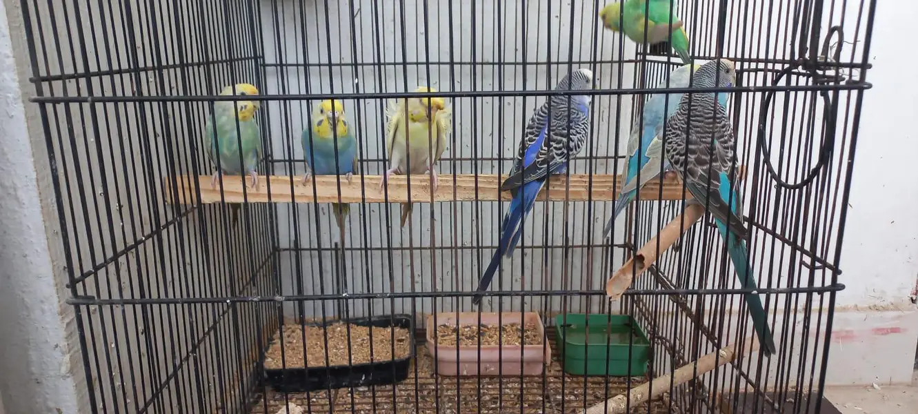 Budgies colony 4 Sale — photo 9