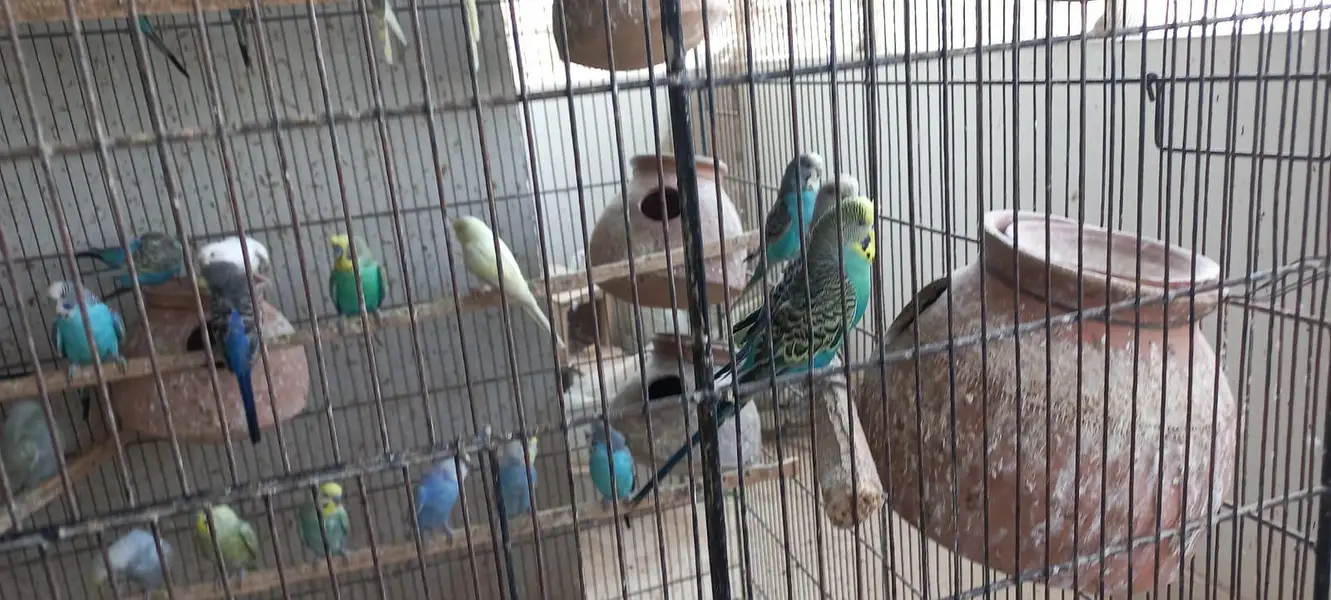 Budgies colony 4 Sale — photo 10
