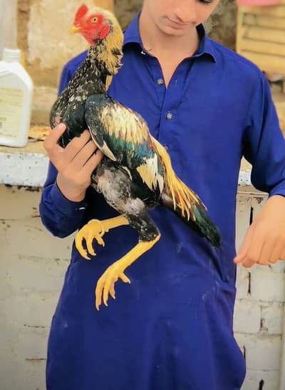 Aseel  high quality pathy 03195355379 whatsapp