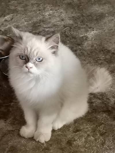 healthy Himalayan kitten white eye's good health litter trained