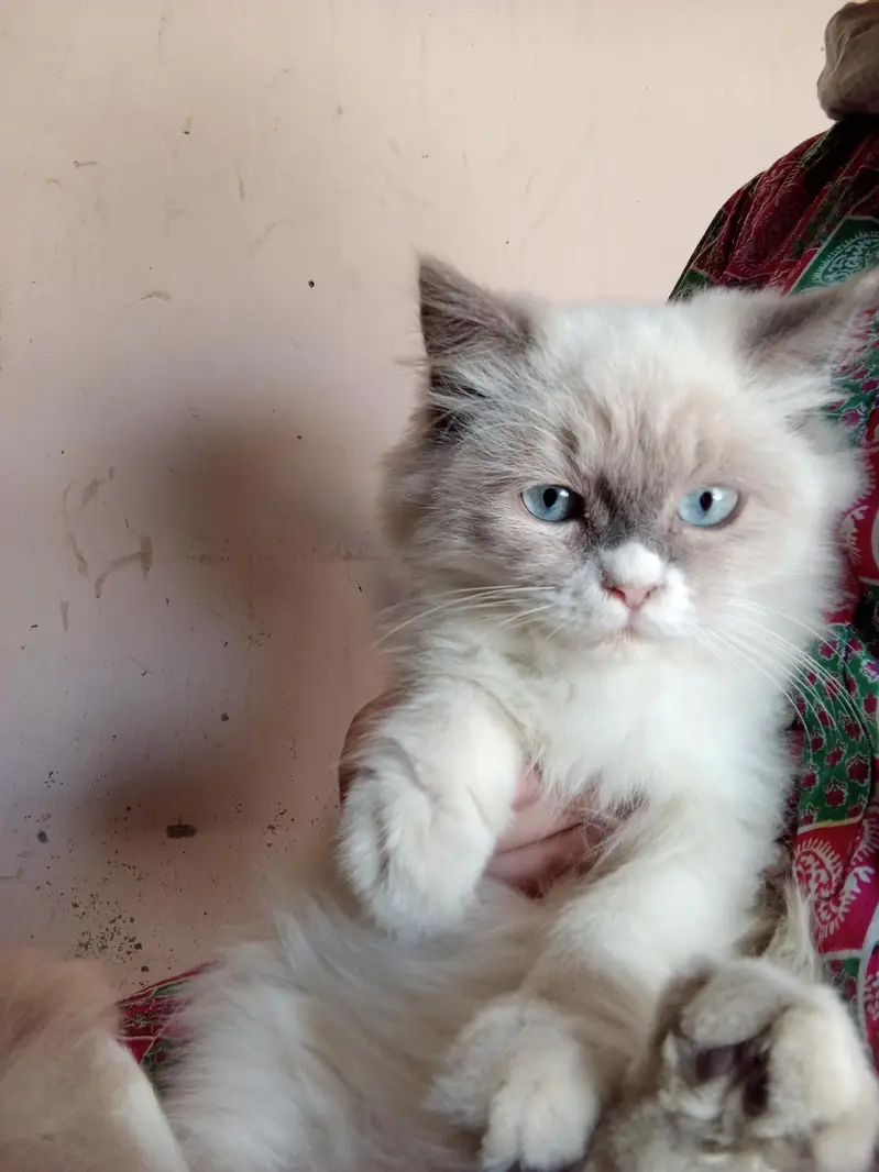 healthy Himalayan kitten white eye's good health litter trained — photo 4