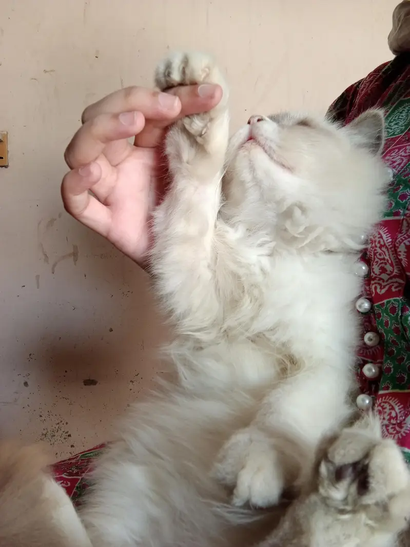 healthy Himalayan kitten white eye's good health litter trained — photo 5