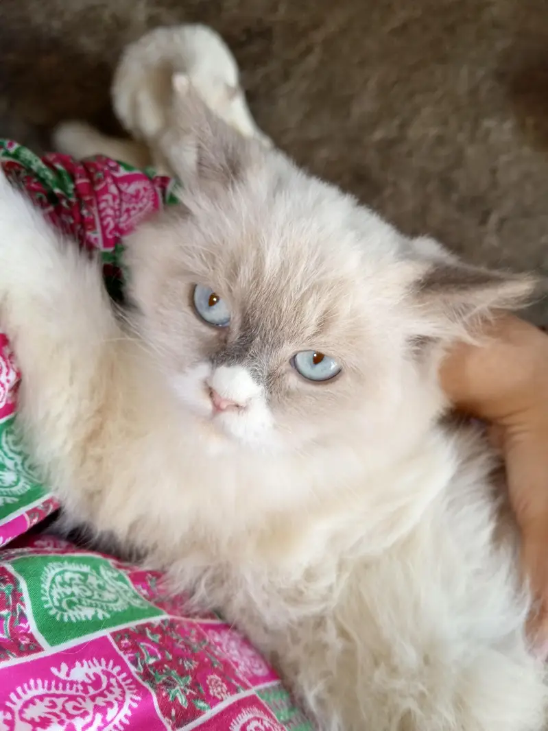 healthy Himalayan kitten white eye's good health litter trained — photo 6