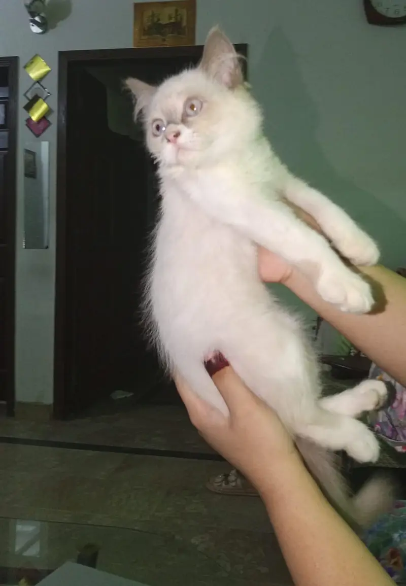 healthy Himalayan kitten white eye's good health litter trained — photo 7