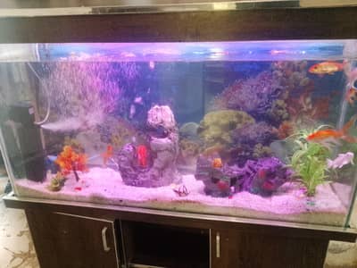 Big Aquarium 4ft long , 5ft tall and 1.5ft wide