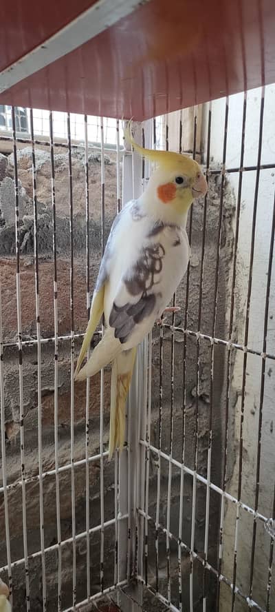 cocktail pair for sale common female pied male  hogo pairking size