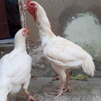 Mia wali heera aseel pair for sale
