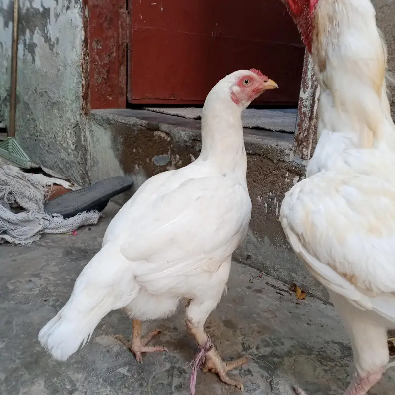 Mia wali heera aseel pair for sale — photo 2