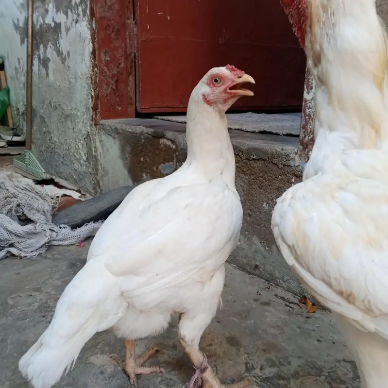 Mia wali heera aseel pair for sale — photo 3