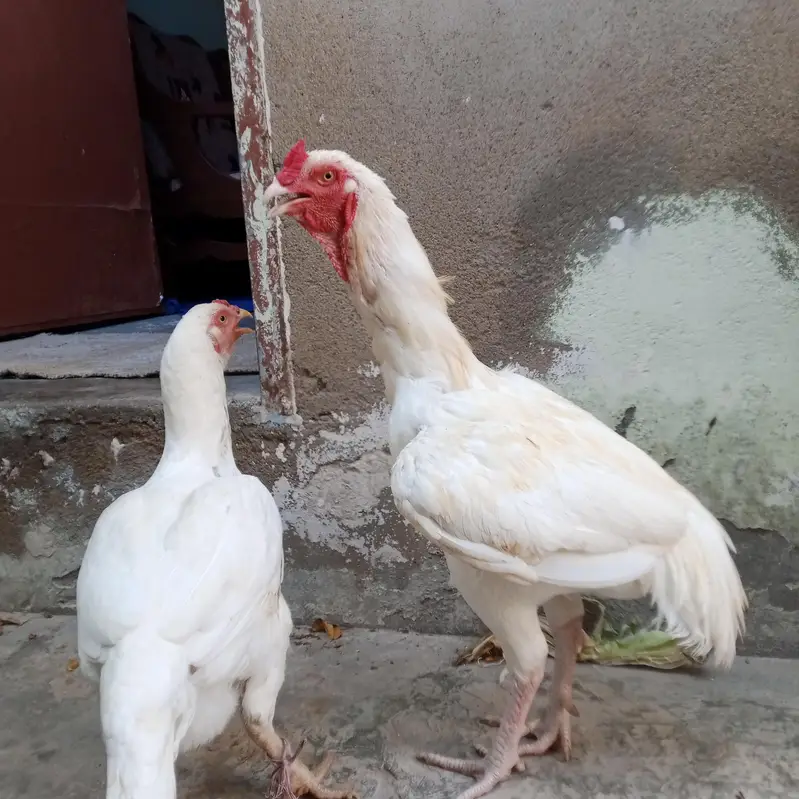 Mia wali heera aseel pair for sale — photo 4