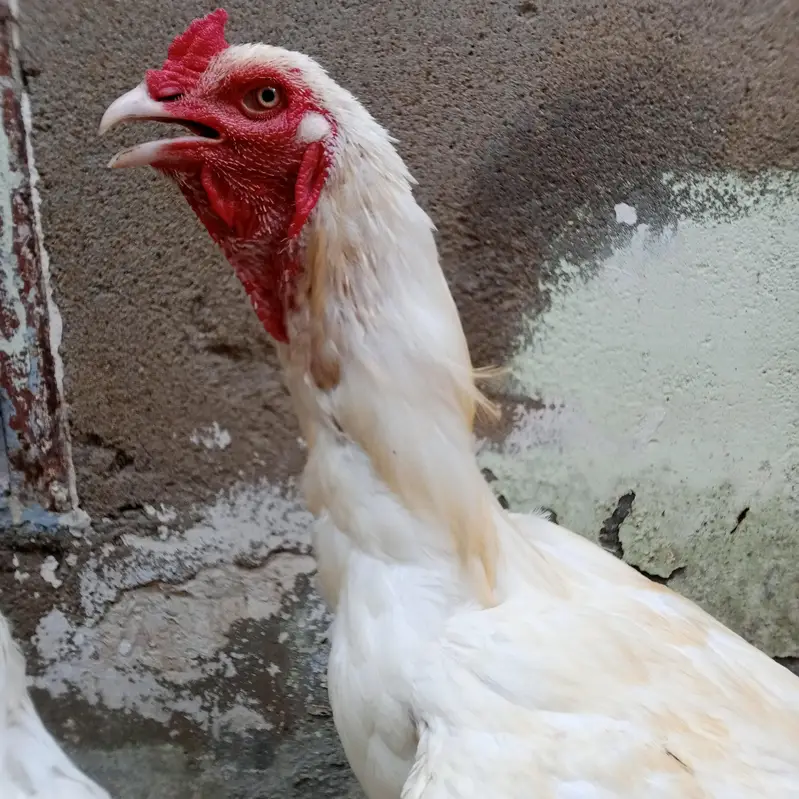 Mia wali heera aseel pair for sale — photo 5