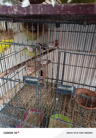 finches 10 pairs breader with snow white 4 pairs
