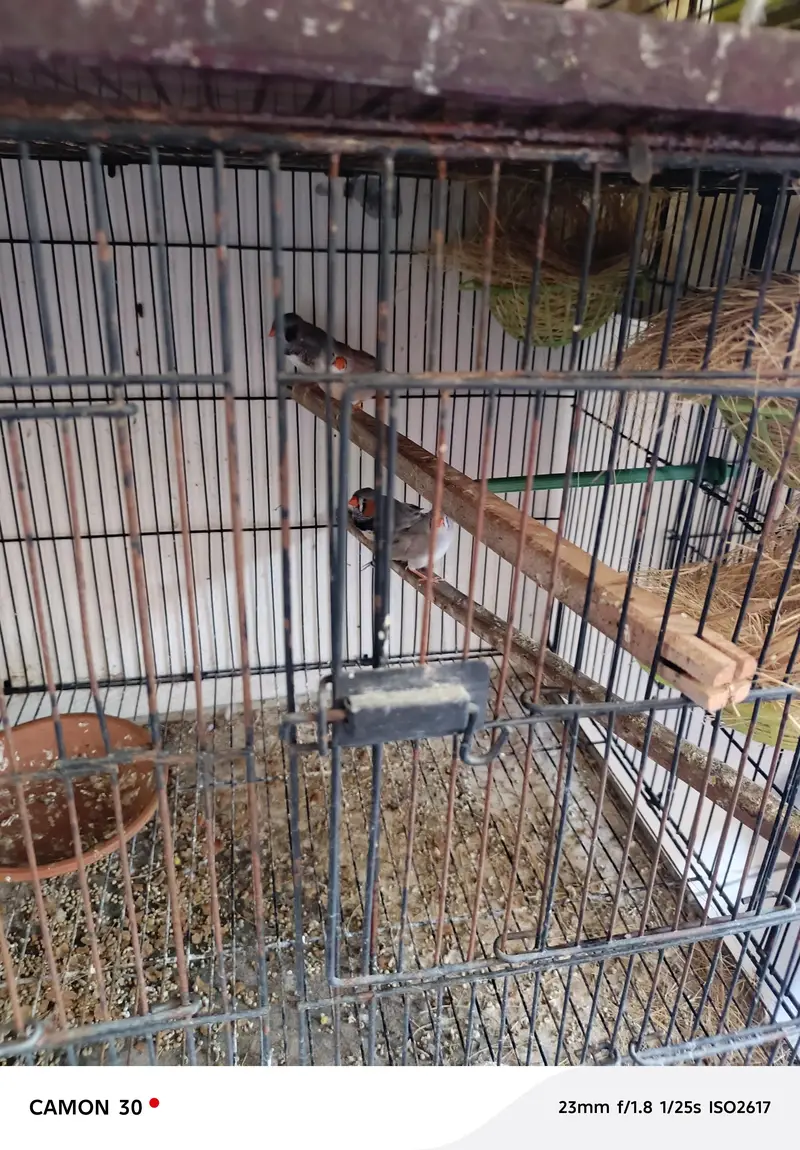 finches 10 pairs breader with snow white 4 pairs — photo 2