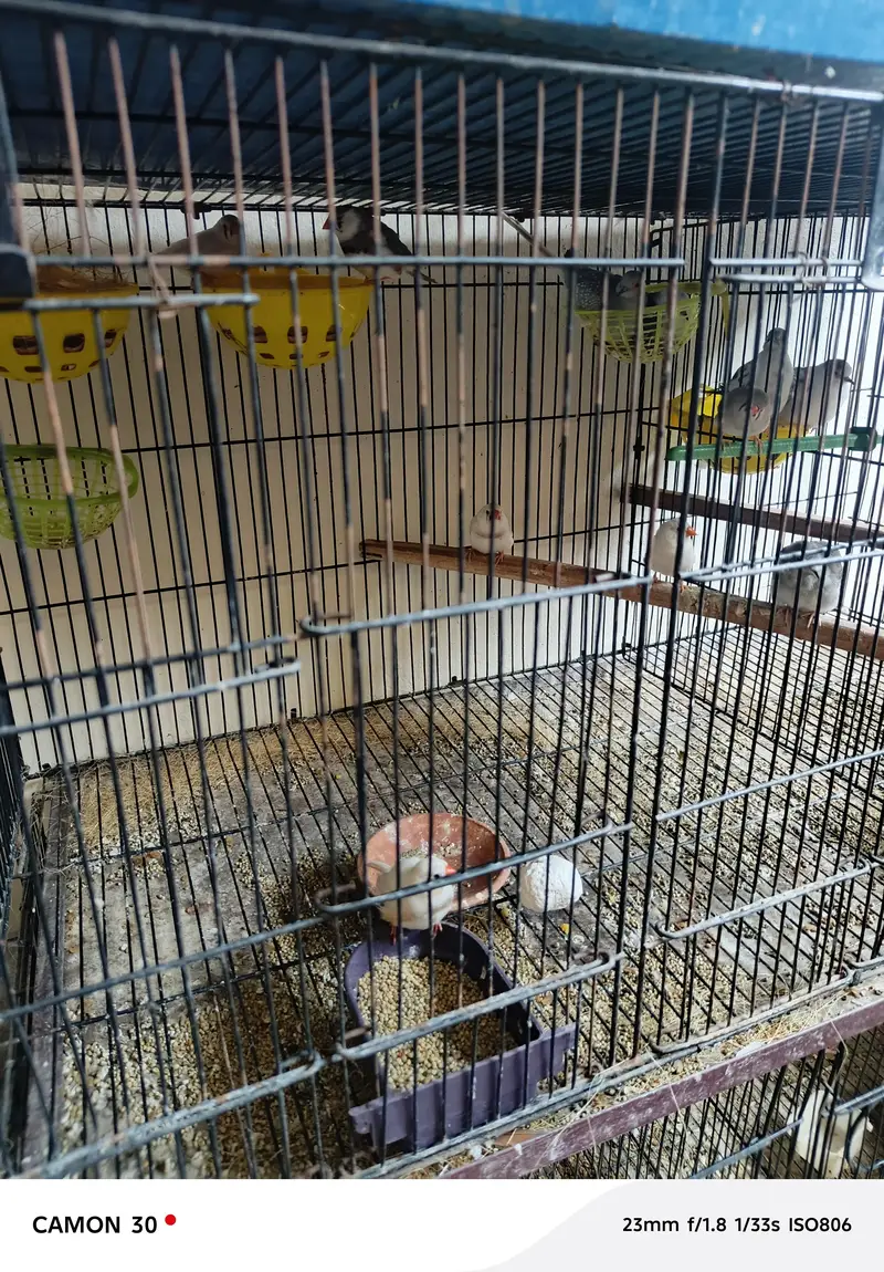 finches 10 pairs breader with snow white 4 pairs — photo 3