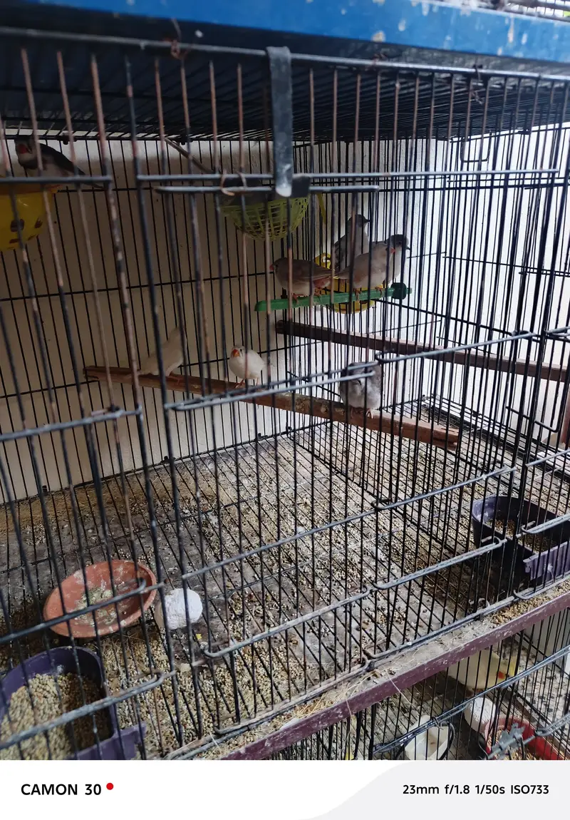 finches 10 pairs breader with snow white 4 pairs — photo 4