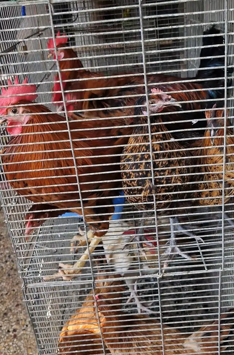 Hens 6 Females 5 Males — photo 2