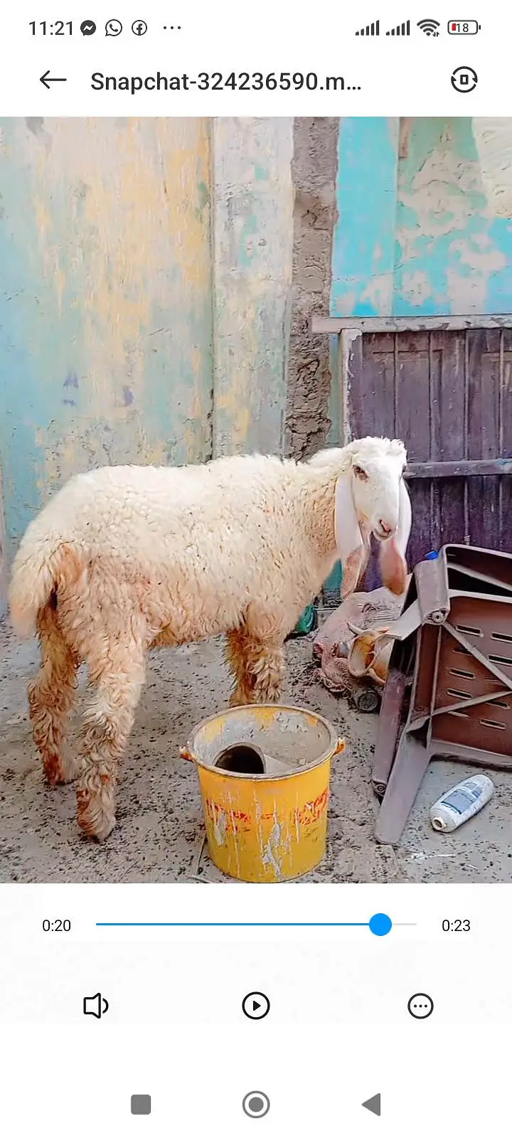 Larkana dumbi for sell Age 9 month — photo 3