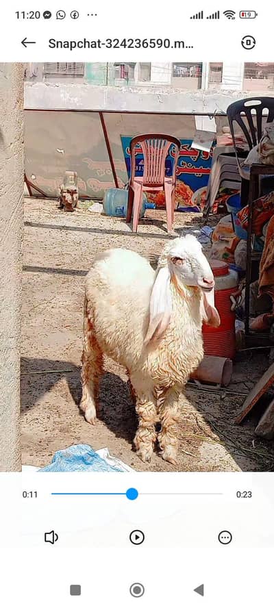 Larkana dumbi for sell Age 9 month