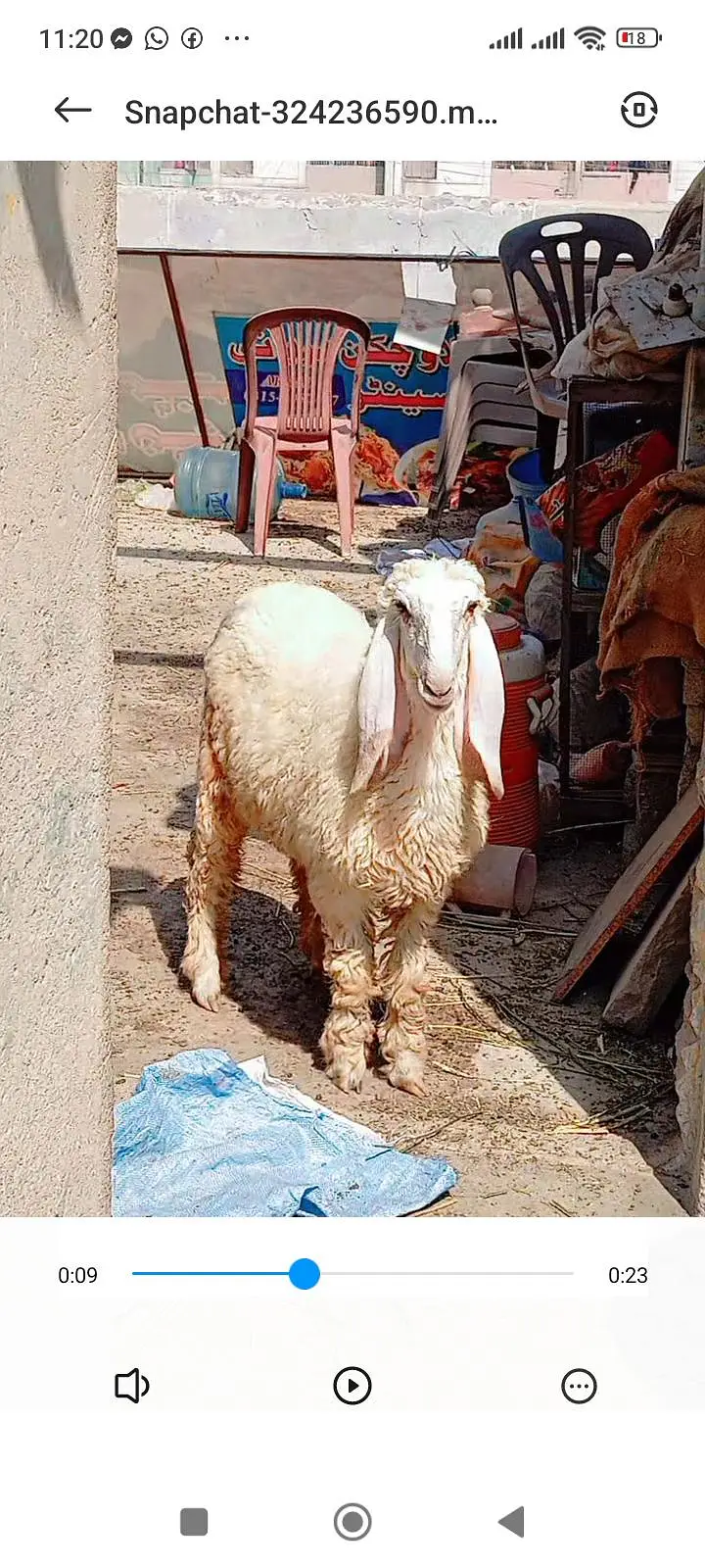 Larkana dumbi for sell Age 9 month — photo 2