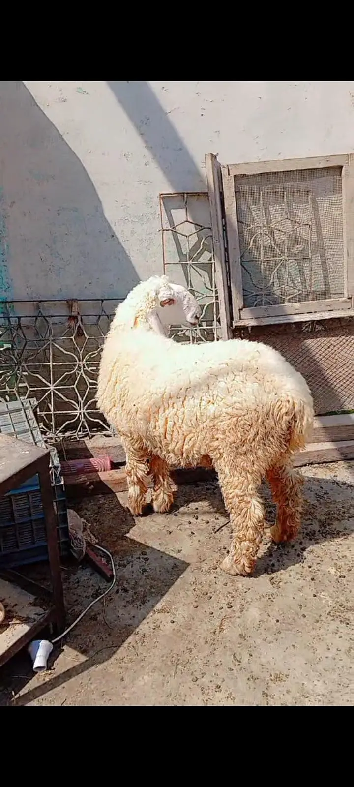 Larkana dumbi for sell Age 9 month — photo 4