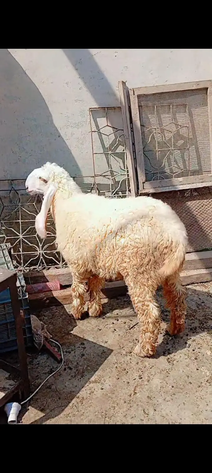 Larkana dumbi for sell Age 9 month — photo 5