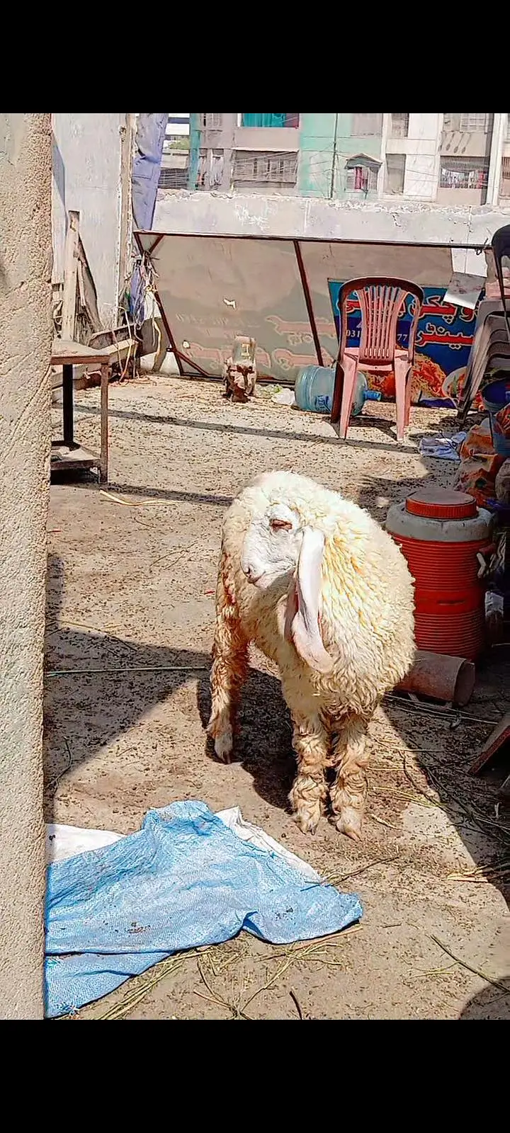 Larkana dumbi for sell Age 9 month — photo 6