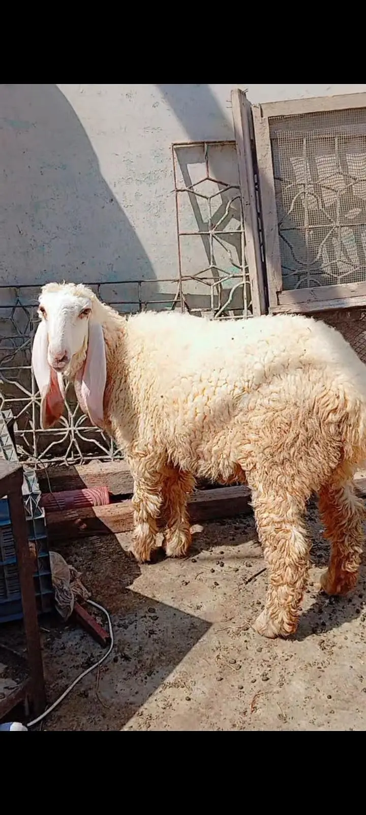 Larkana dumbi for sell Age 9 month — photo 7