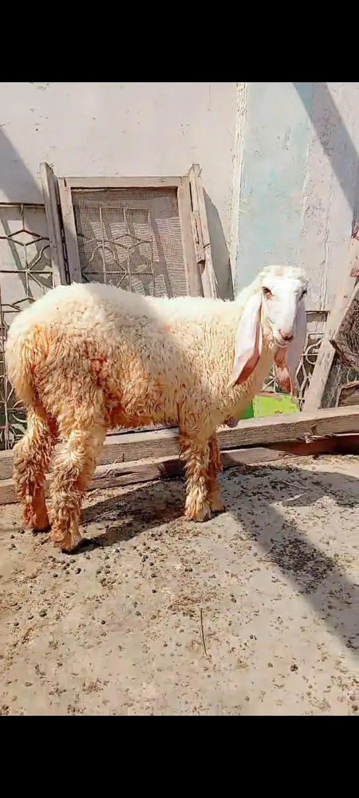 Larkana dumbi for sell Age 9 month — photo 8