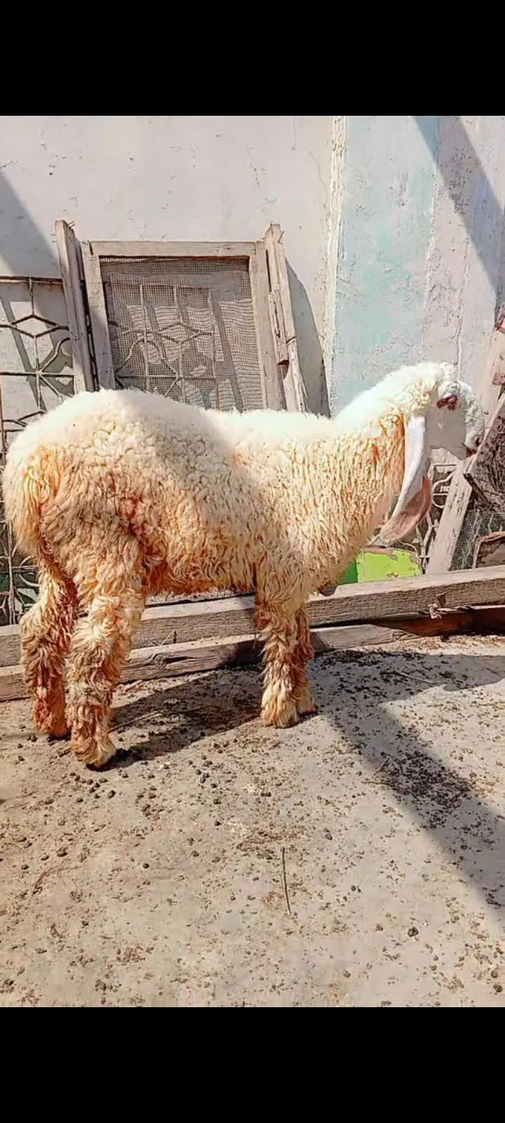 Larkana dumbi for sell Age 9 month — photo 9