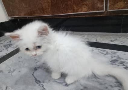 persion 2 months male kitten fully active and playful