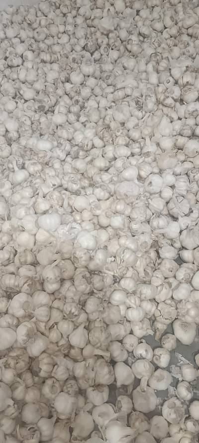 white Garlic