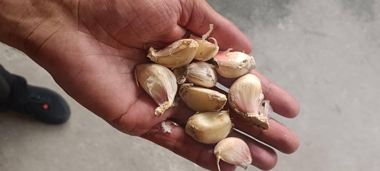 white Garlic 3