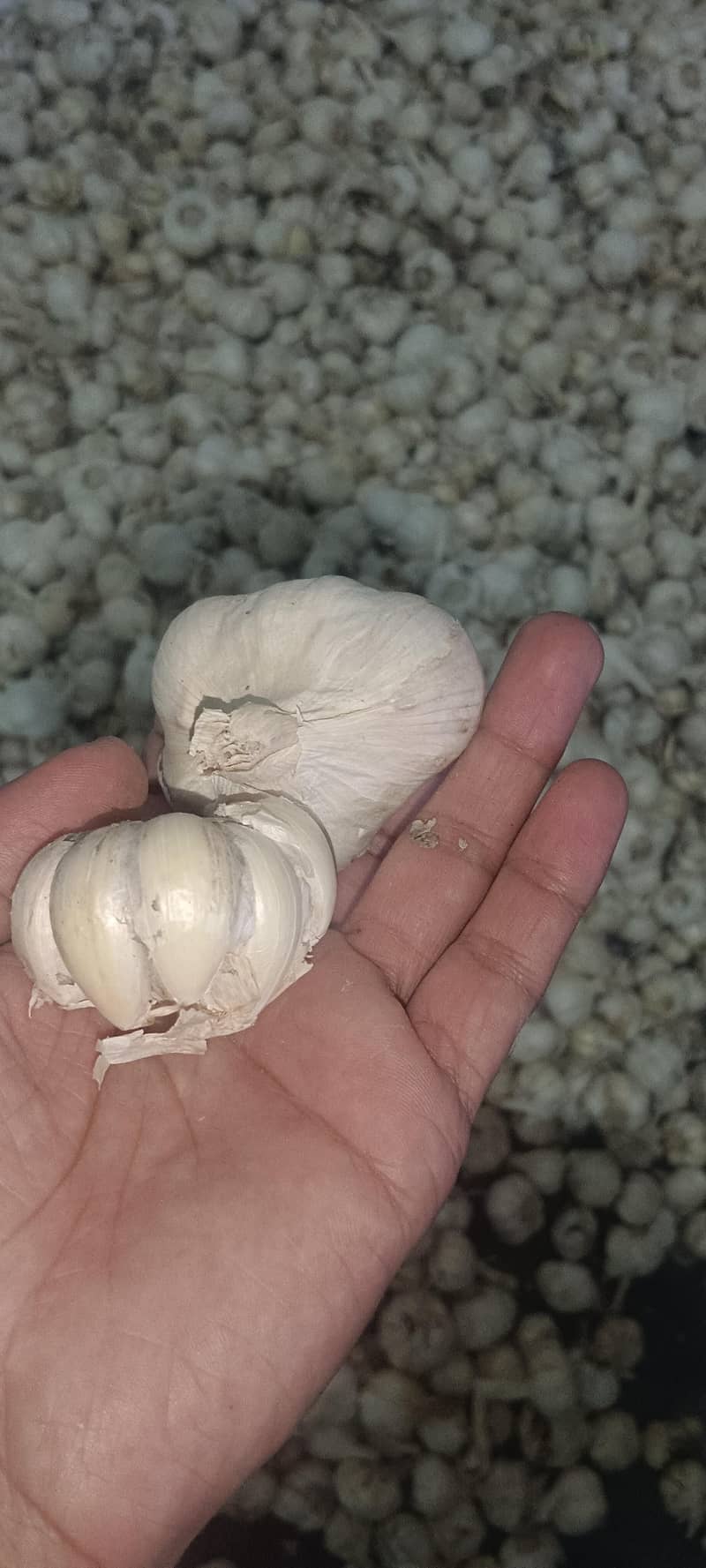 white Garlic 4