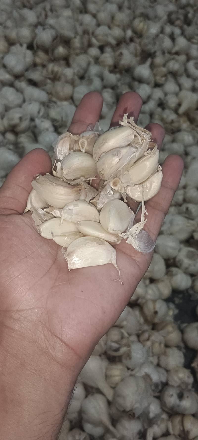 white Garlic 5