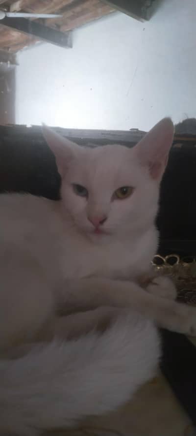1 say do din ya aapko thang karey hi bas is ko achy wala cat food dena